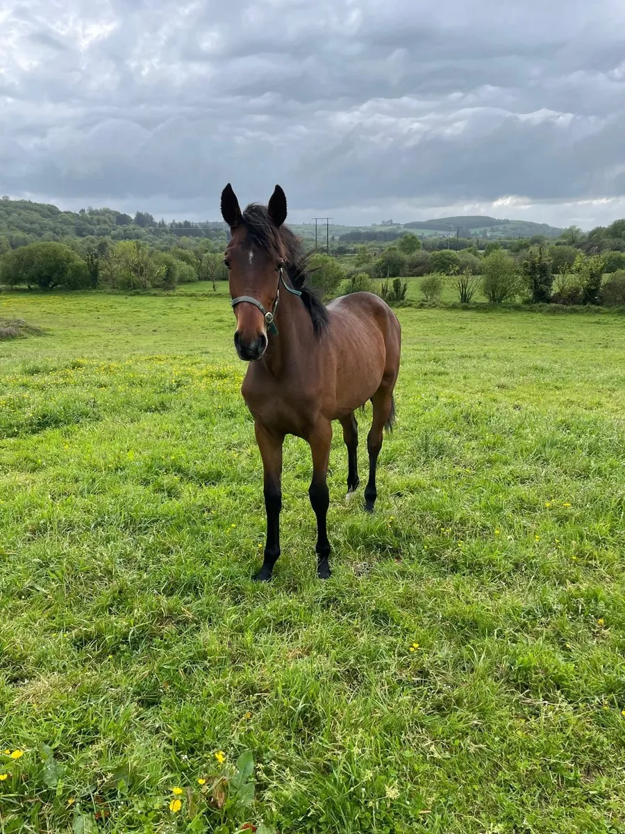 Filly by Ard Rock Star - Image 1