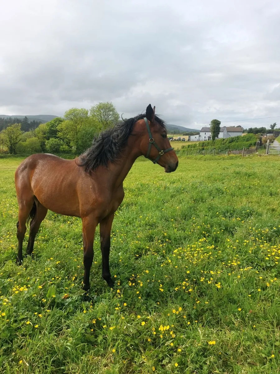 Filly by Ard Rock Star - Image 2