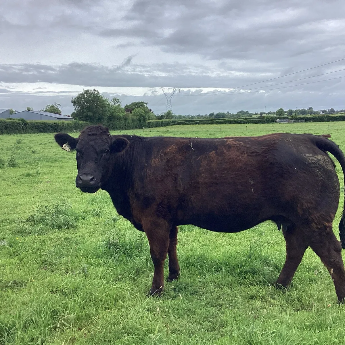Heifer in calf - Image 1