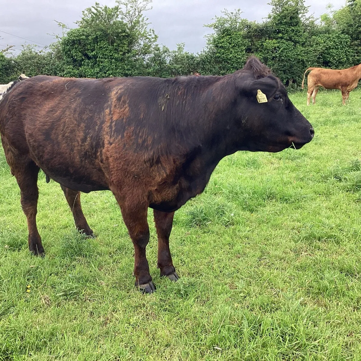 Heifer in calf - Image 2