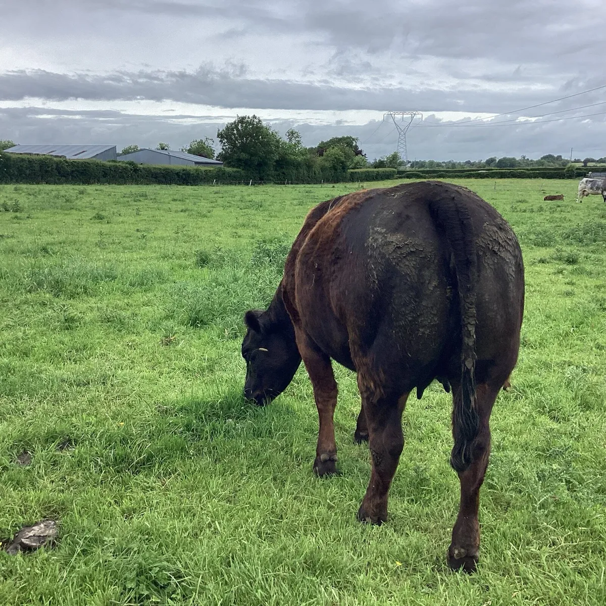 Heifer in calf - Image 3