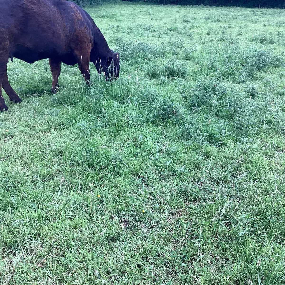 Heifer in calf - Image 4