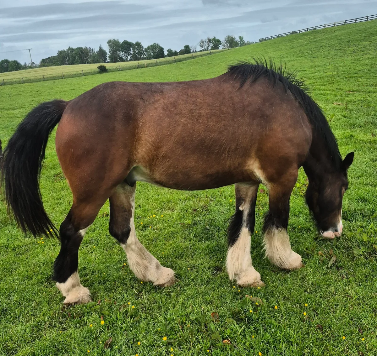 3yo 15.3hh Heavy Cob - Image 1