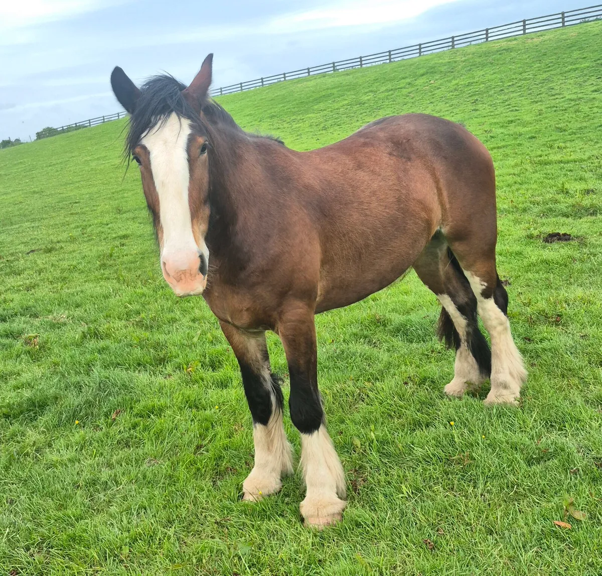 3yo 15.3hh Heavy Cob - Image 2