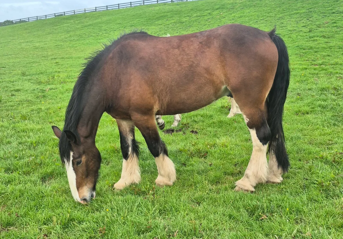 3yo 15.3hh Heavy Cob - Image 3