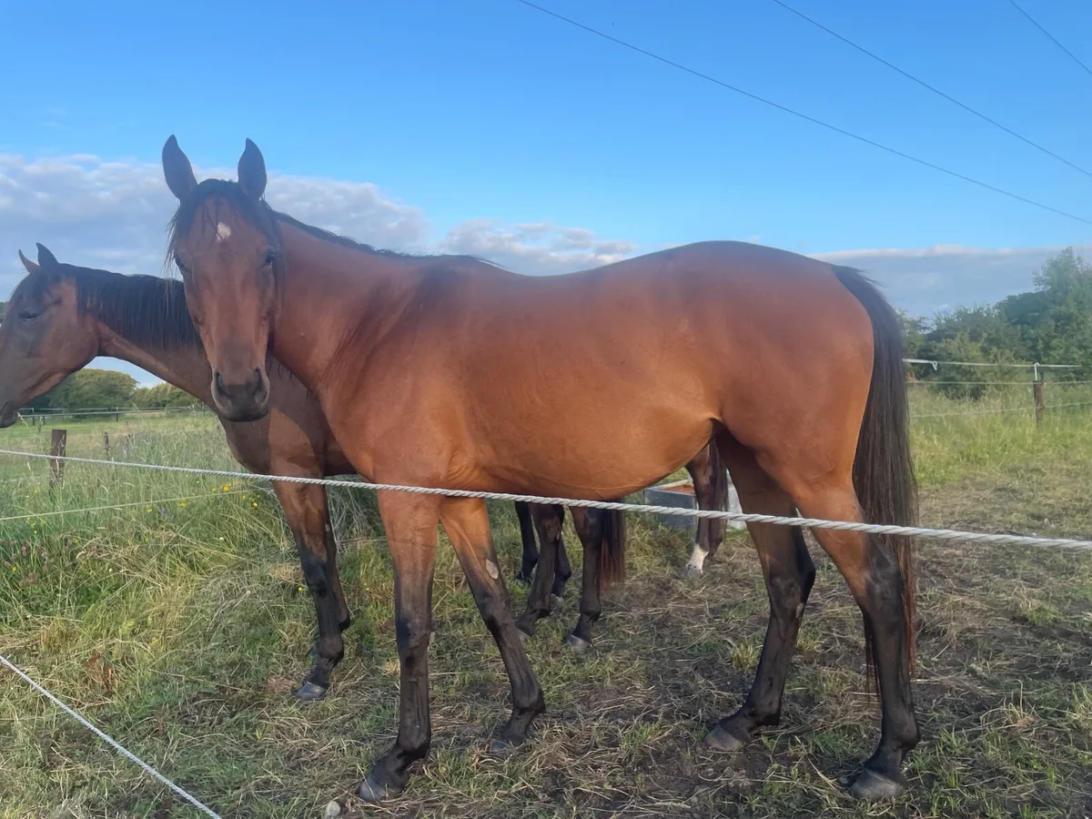 Equine - Image 2