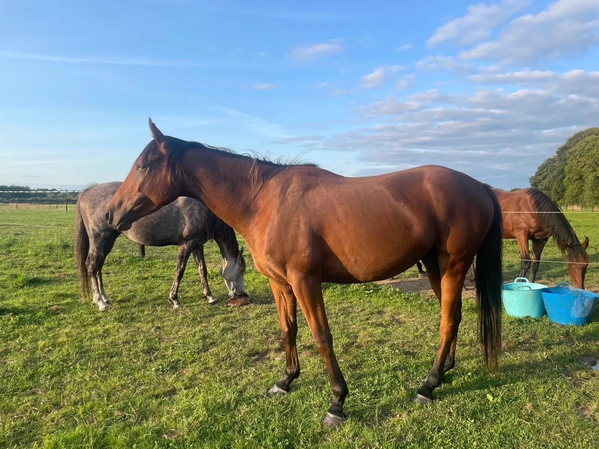 Equine - Image 3