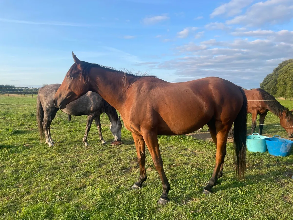 Equine - Image 4