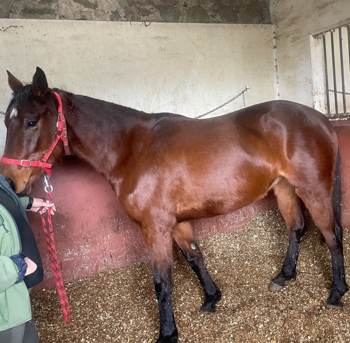 Equine - Image 1