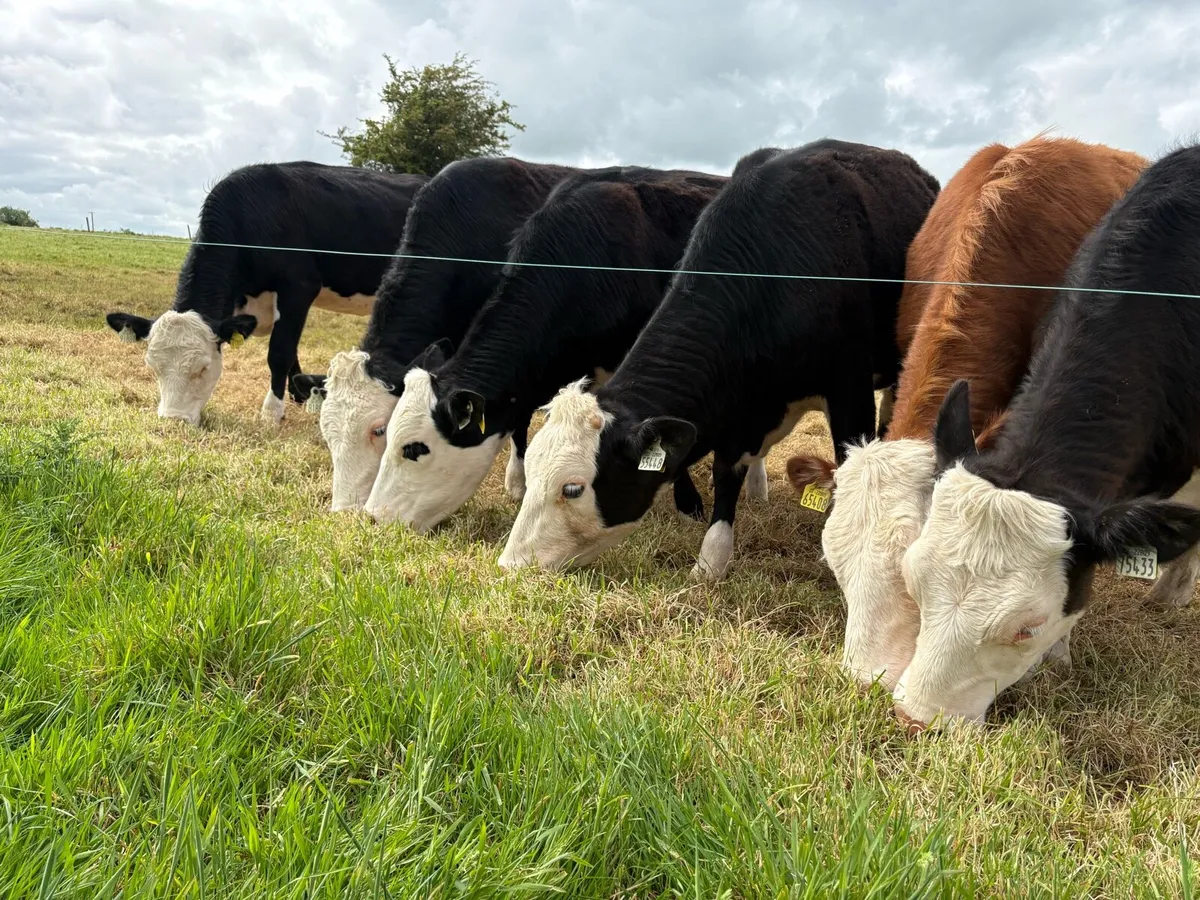 6 Hereford Heifers - Image 4