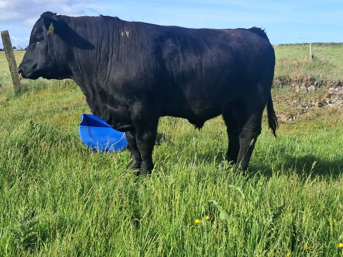 P.B.Reg Aberdeen Angus Bulls - Image 2