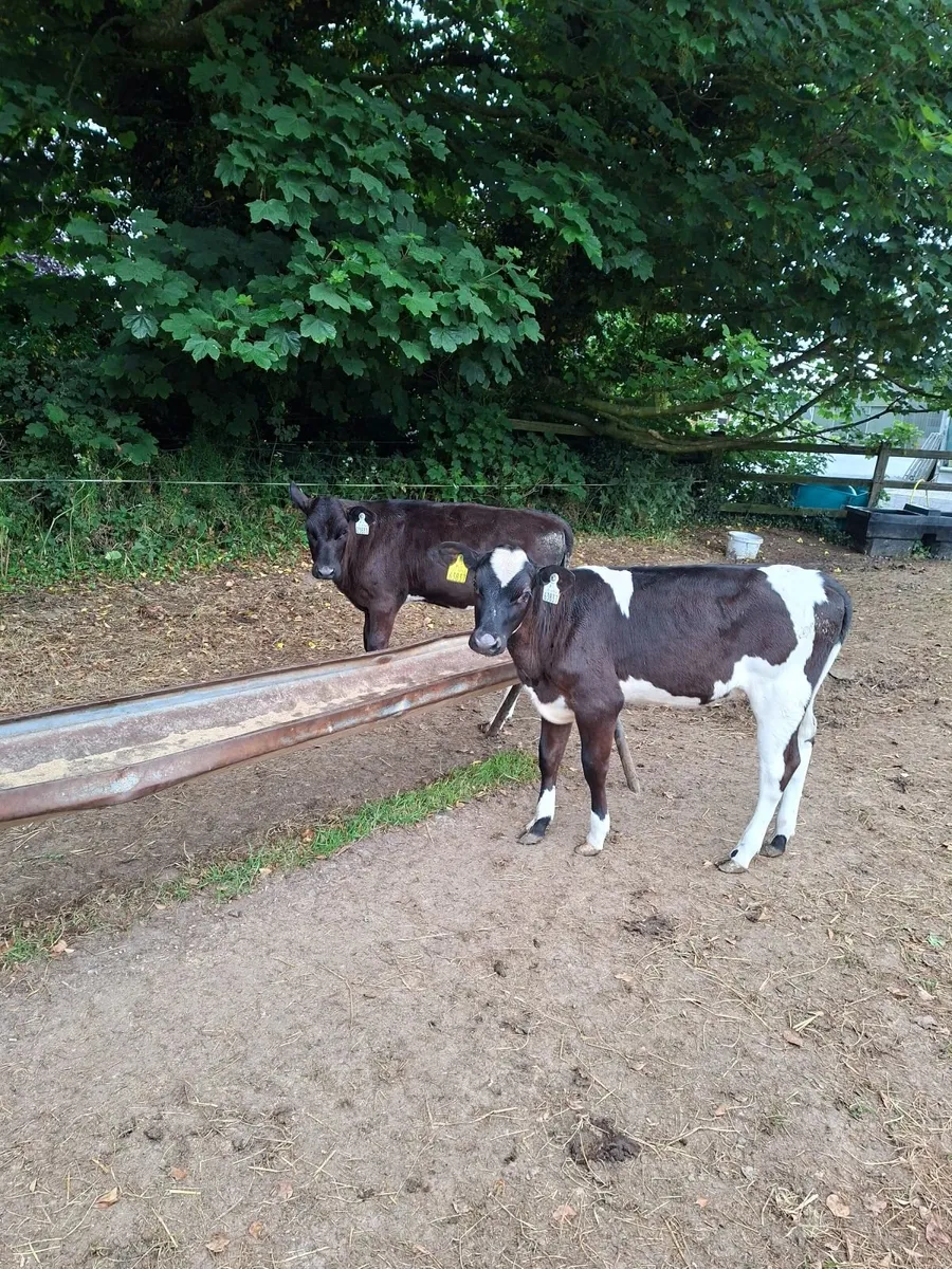 Dairy Calves. - Image 1