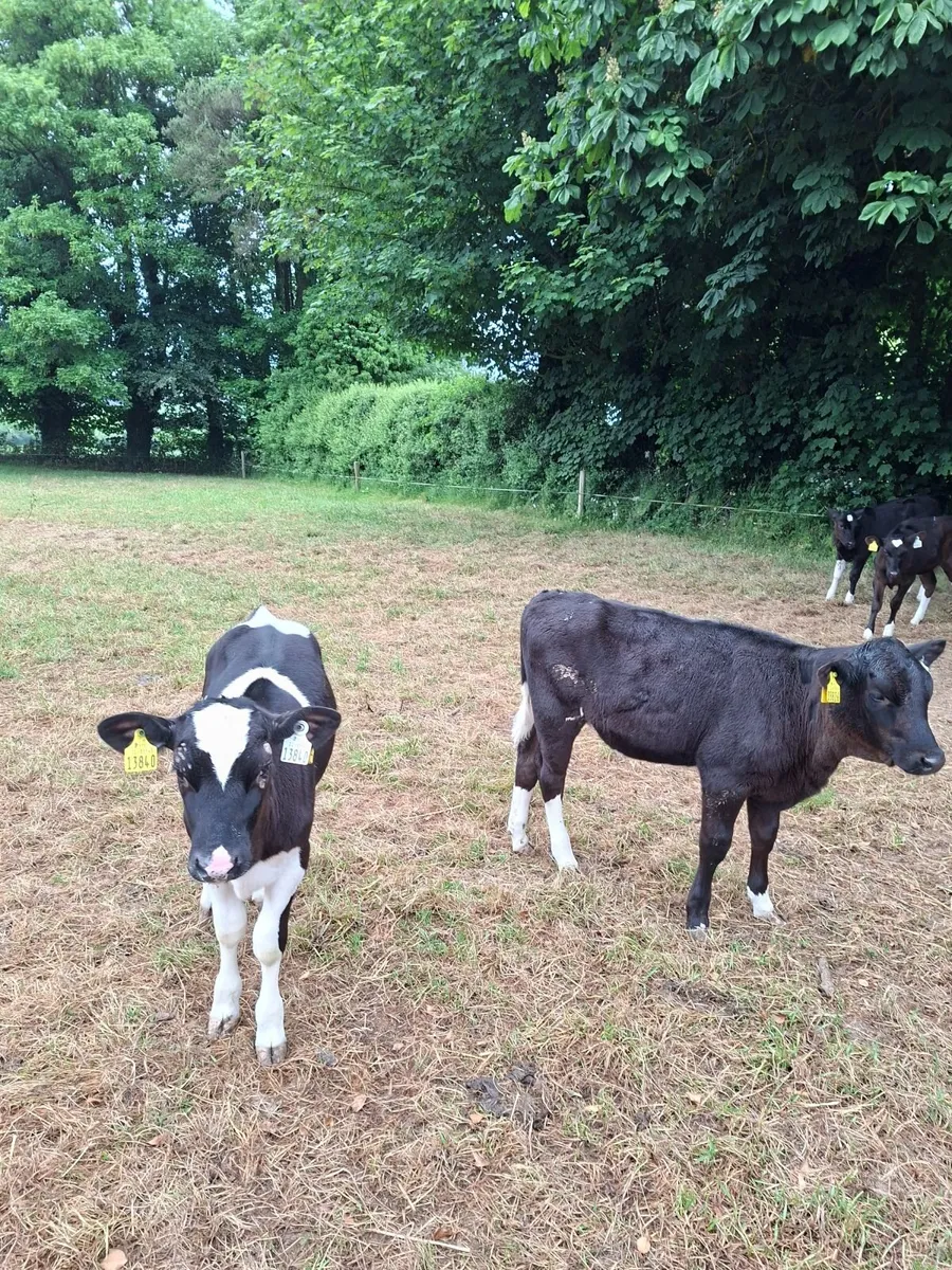 Dairy Calves. - Image 2