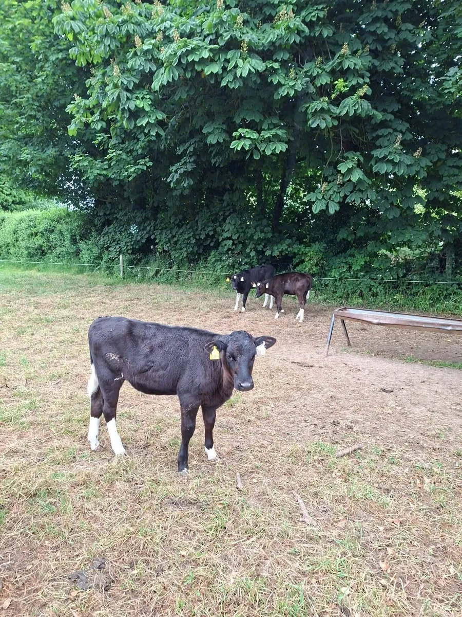 Dairy Calves. - Image 3