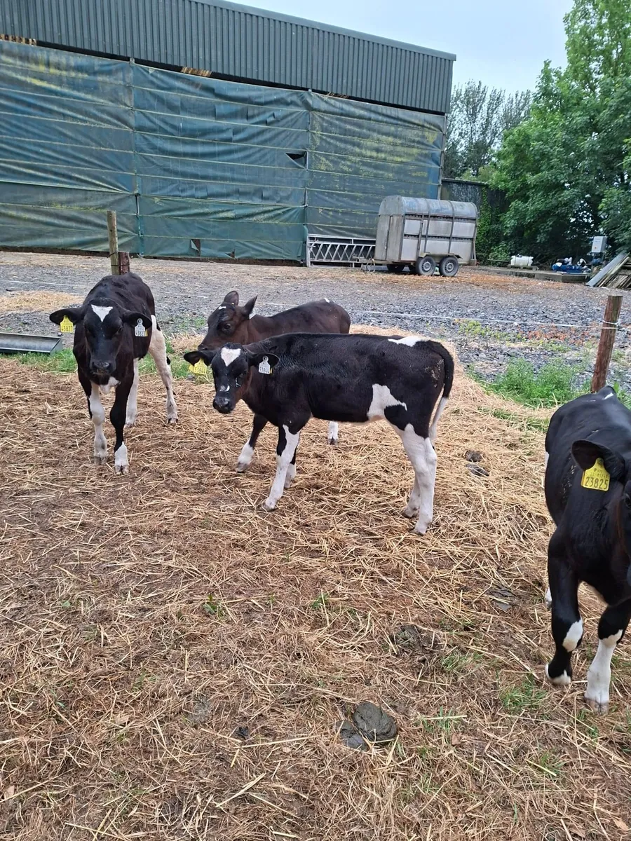 Dairy Calves. - Image 4