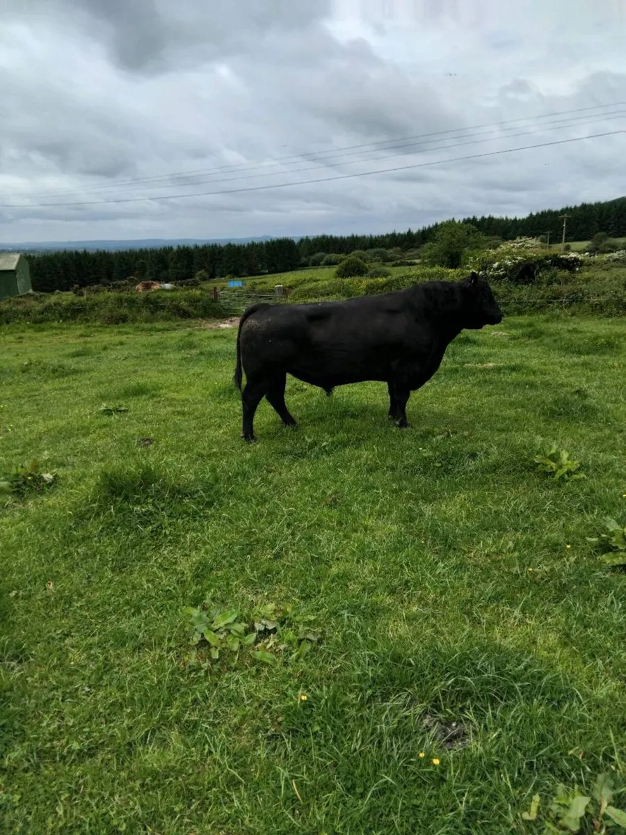 Bulls angus speckle park - Image 3