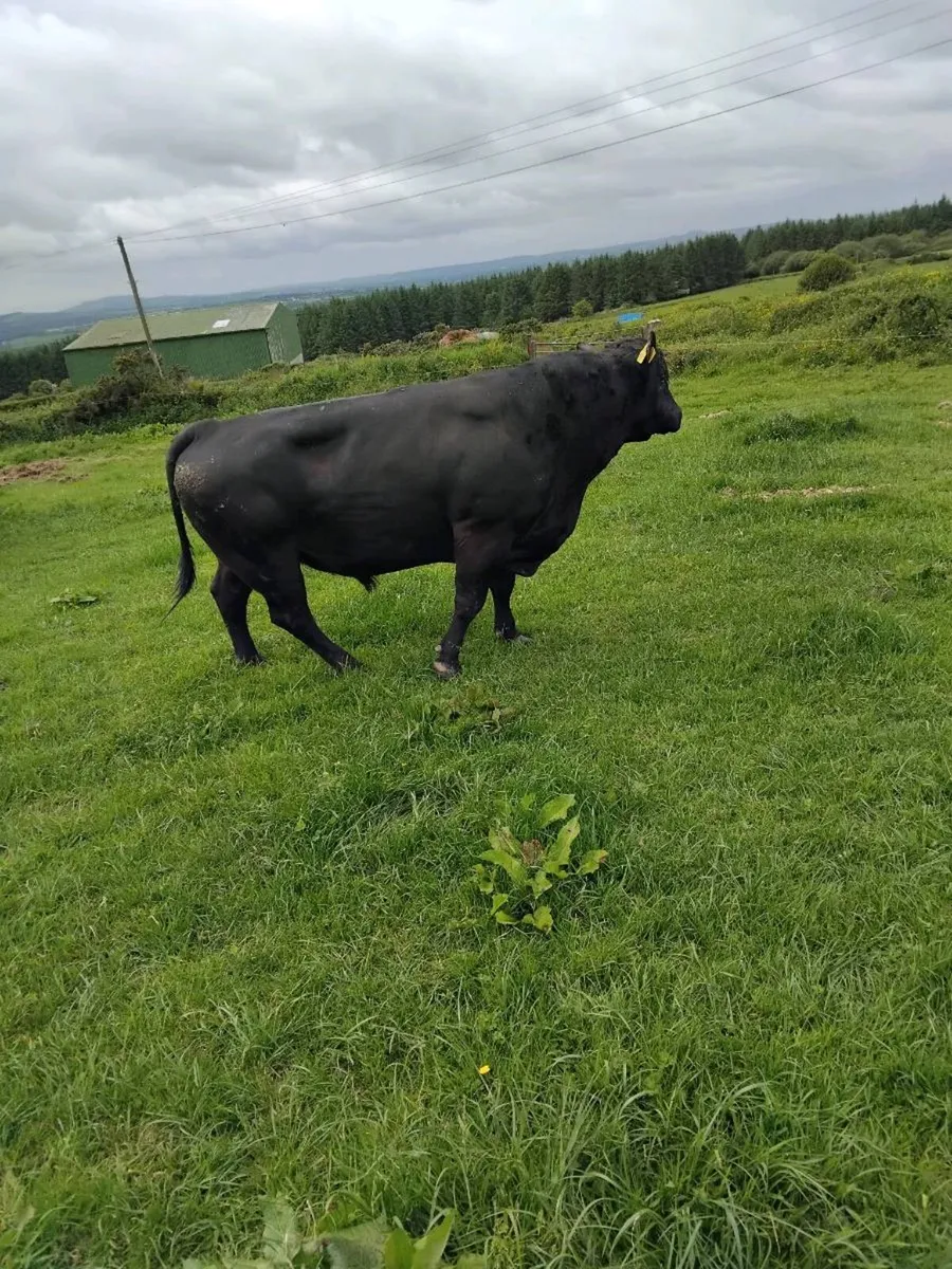 Bulls angus speckle park - Image 4