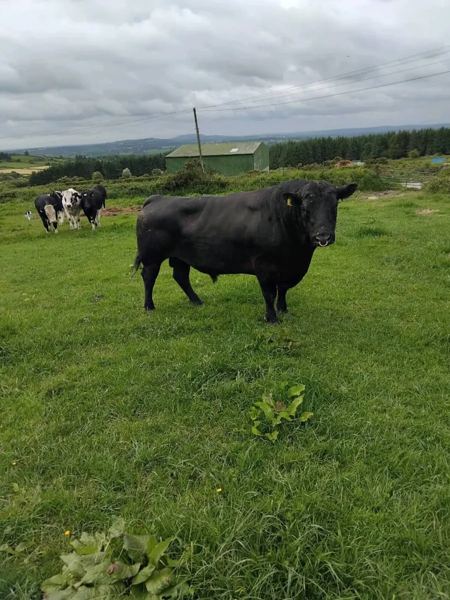 Bulls angus speckle park - Image 1