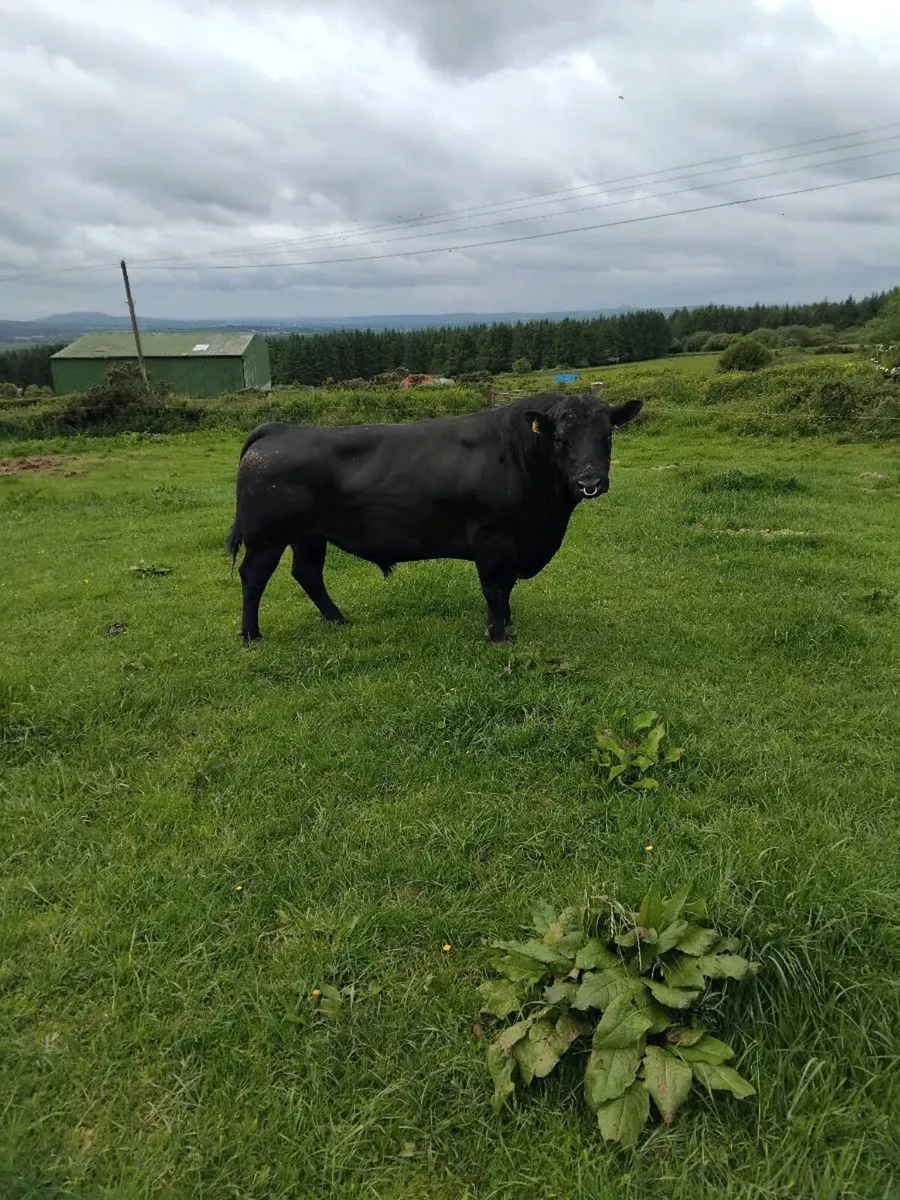 Bulls angus speckle park - Image 2