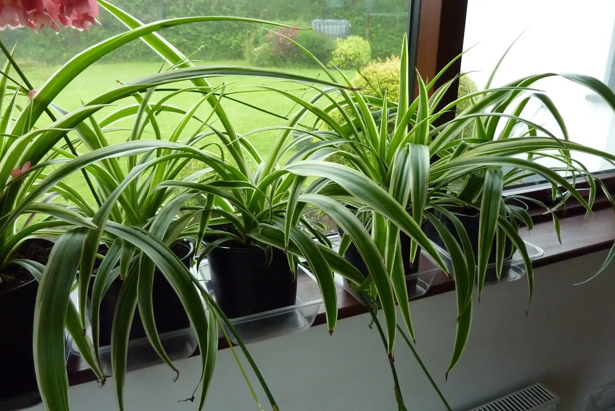 XL spider plants - Image 1