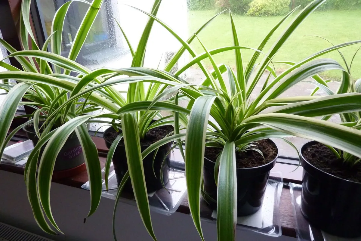 XL spider plants - Image 2