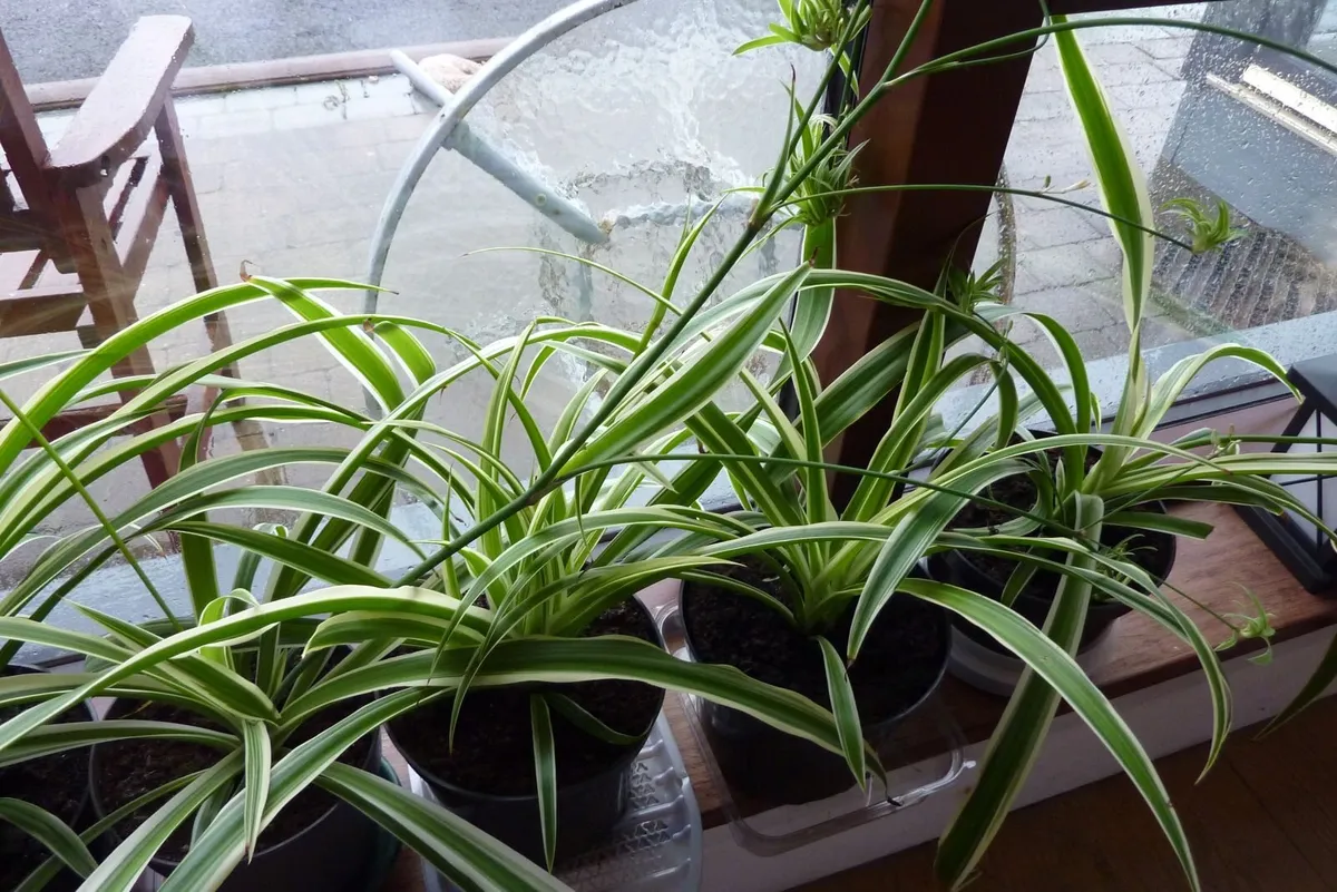 XL spider plants - Image 3