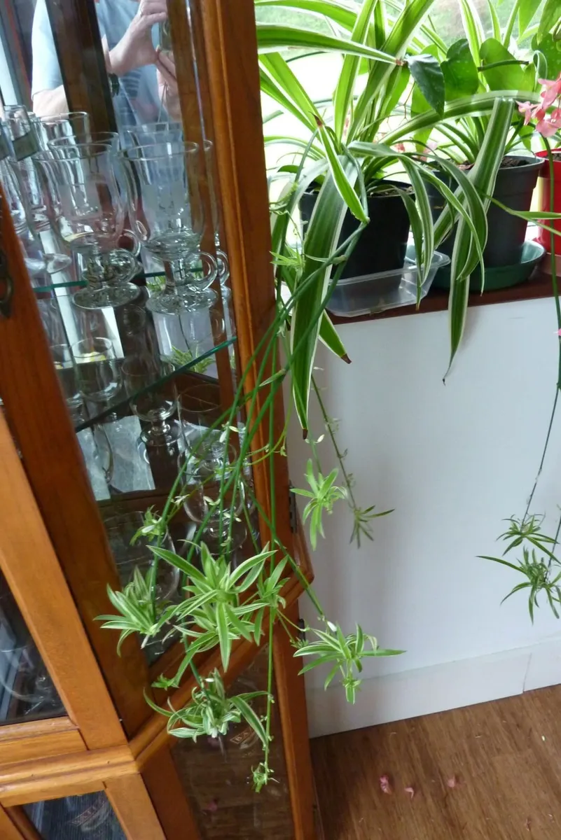 XL spider plants - Image 4