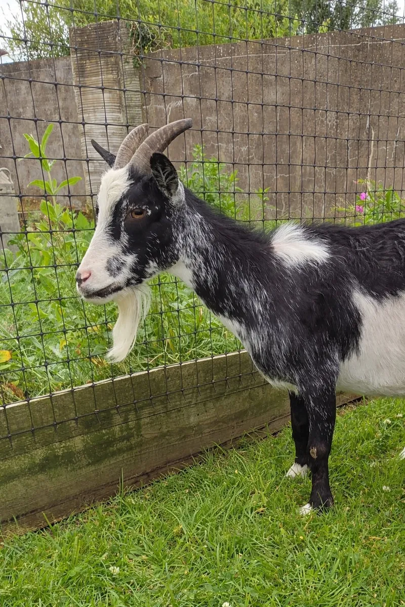 Black & white 4 year old pygmy female for sale - Image 1