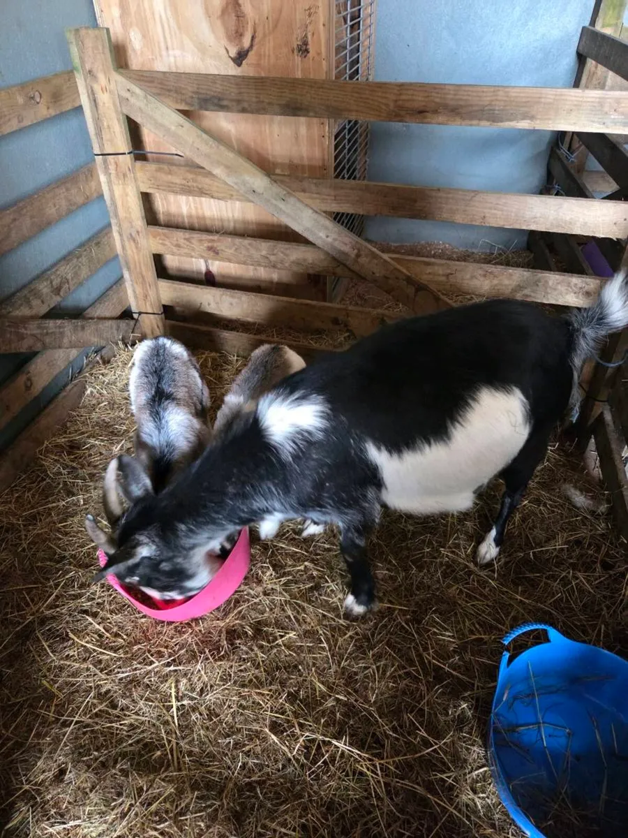 Black & white 4 year old pygmy female for sale - Image 2