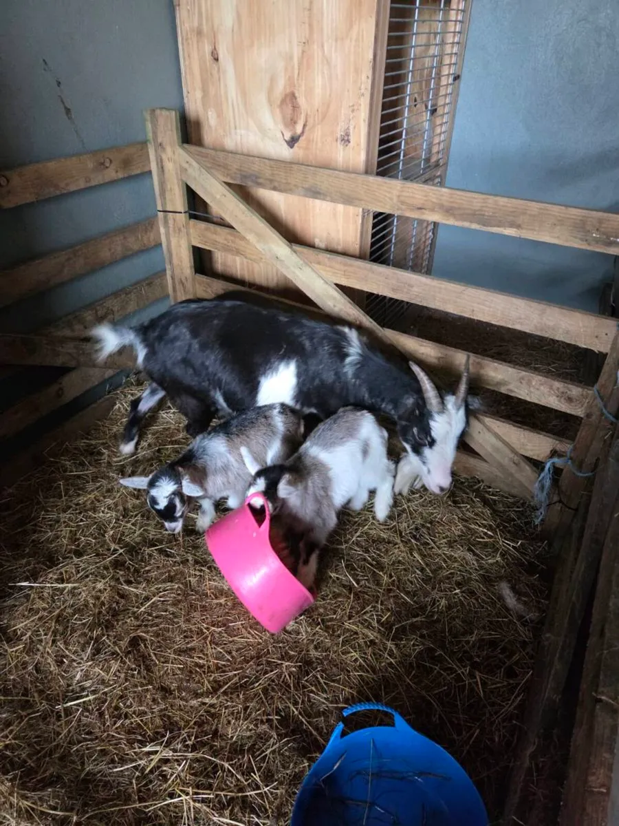 Black & white 4 year old pygmy female for sale - Image 3