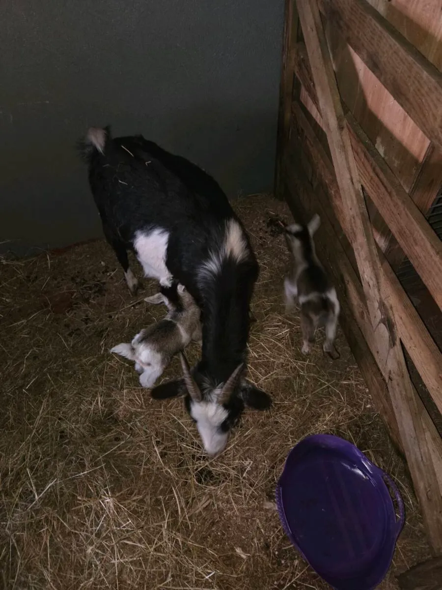 Black & white 4 year old pygmy female for sale - Image 4