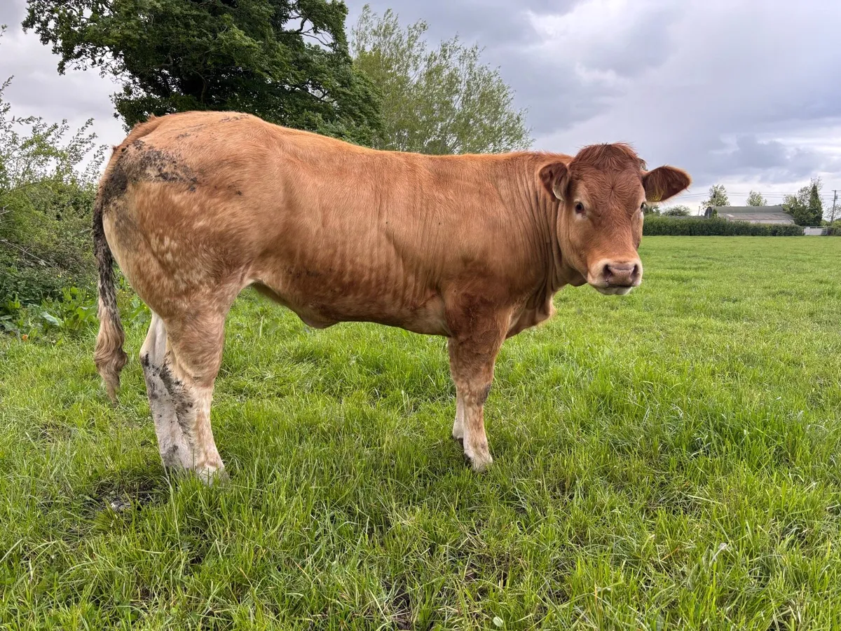 Super Heifers for Tullamore mart 1st of June - Image 4