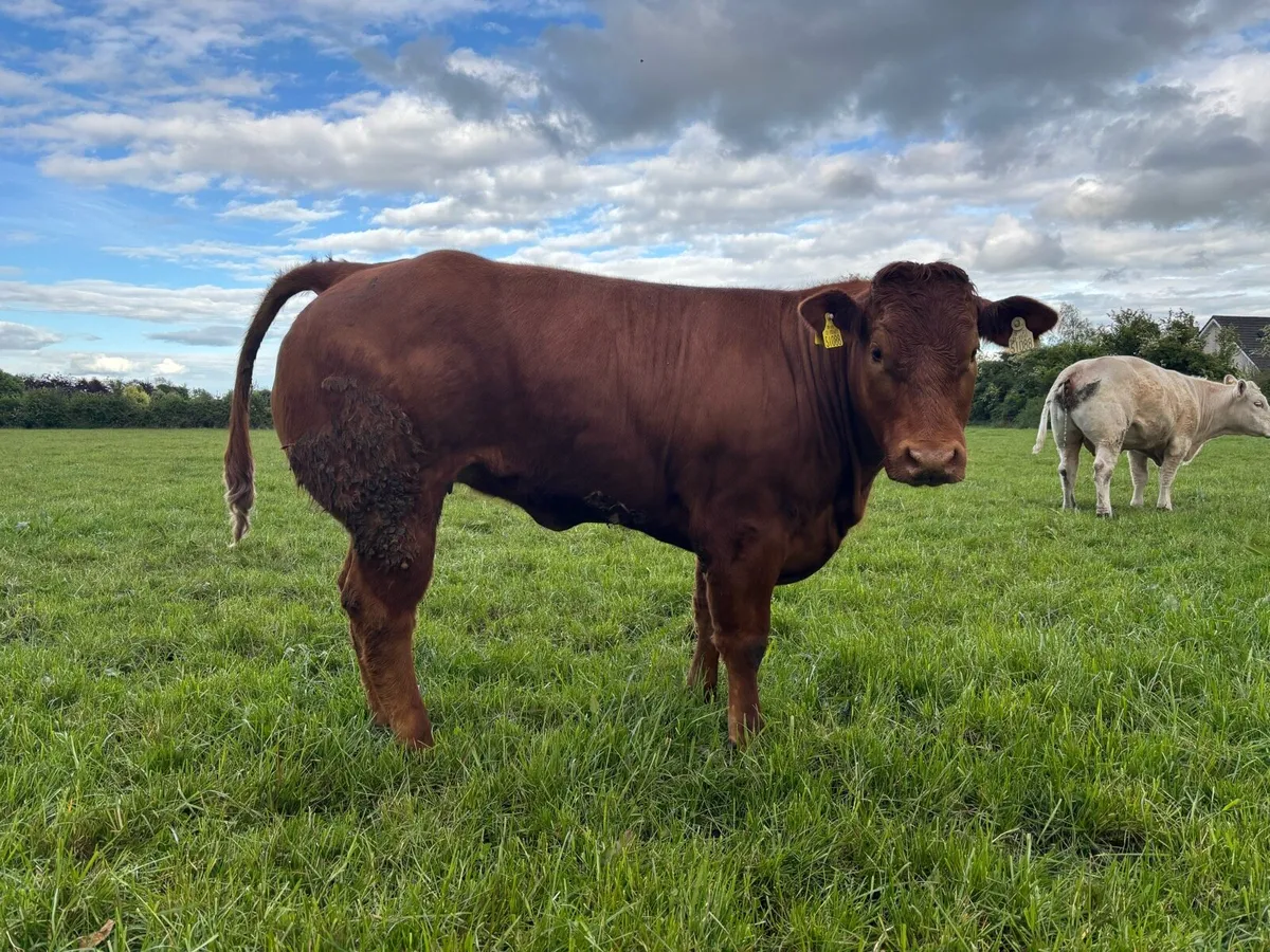 Super Heifers for Tullamore mart 1st of June - Image 1