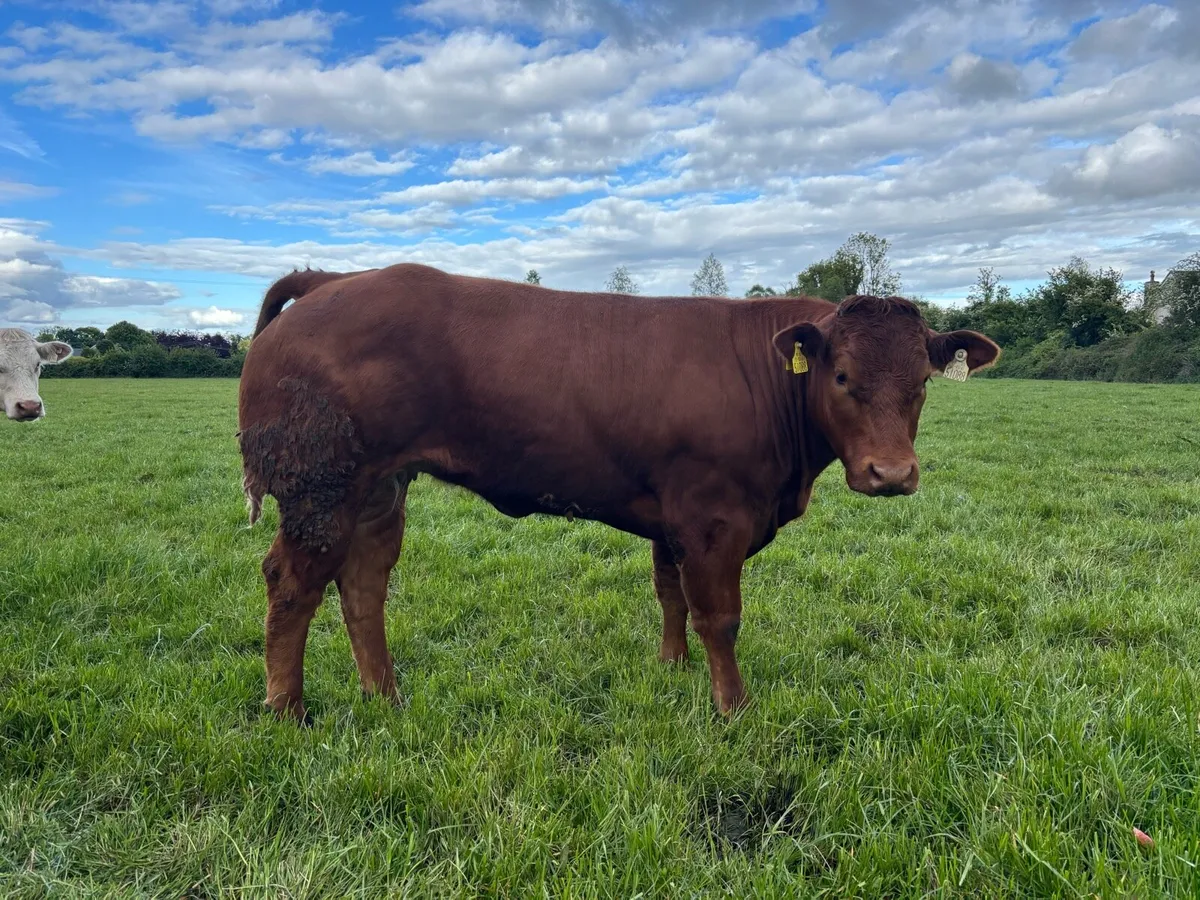 Super Heifers for Tullamore mart 1st of June - Image 2