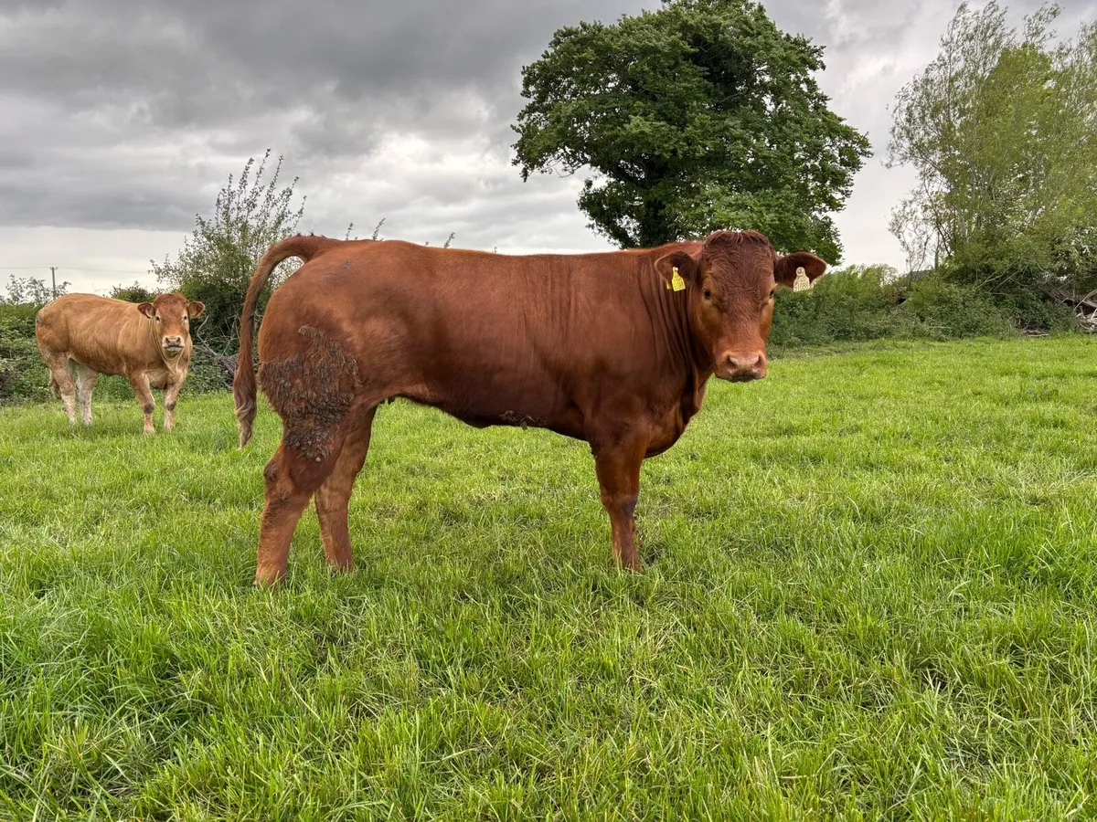 Super Heifers for Tullamore mart 1st of June - Image 3