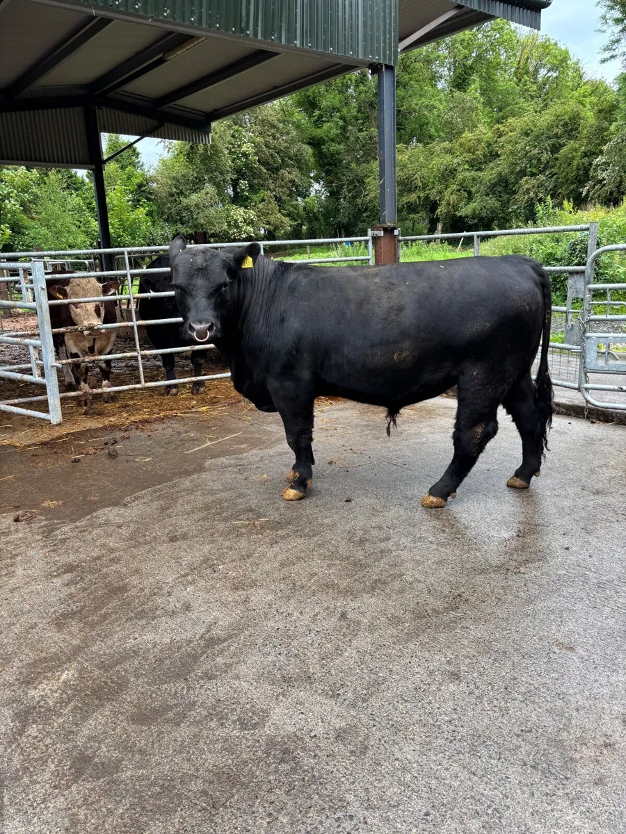 Angus bulls westmeath dairy beef eligible - Image 3