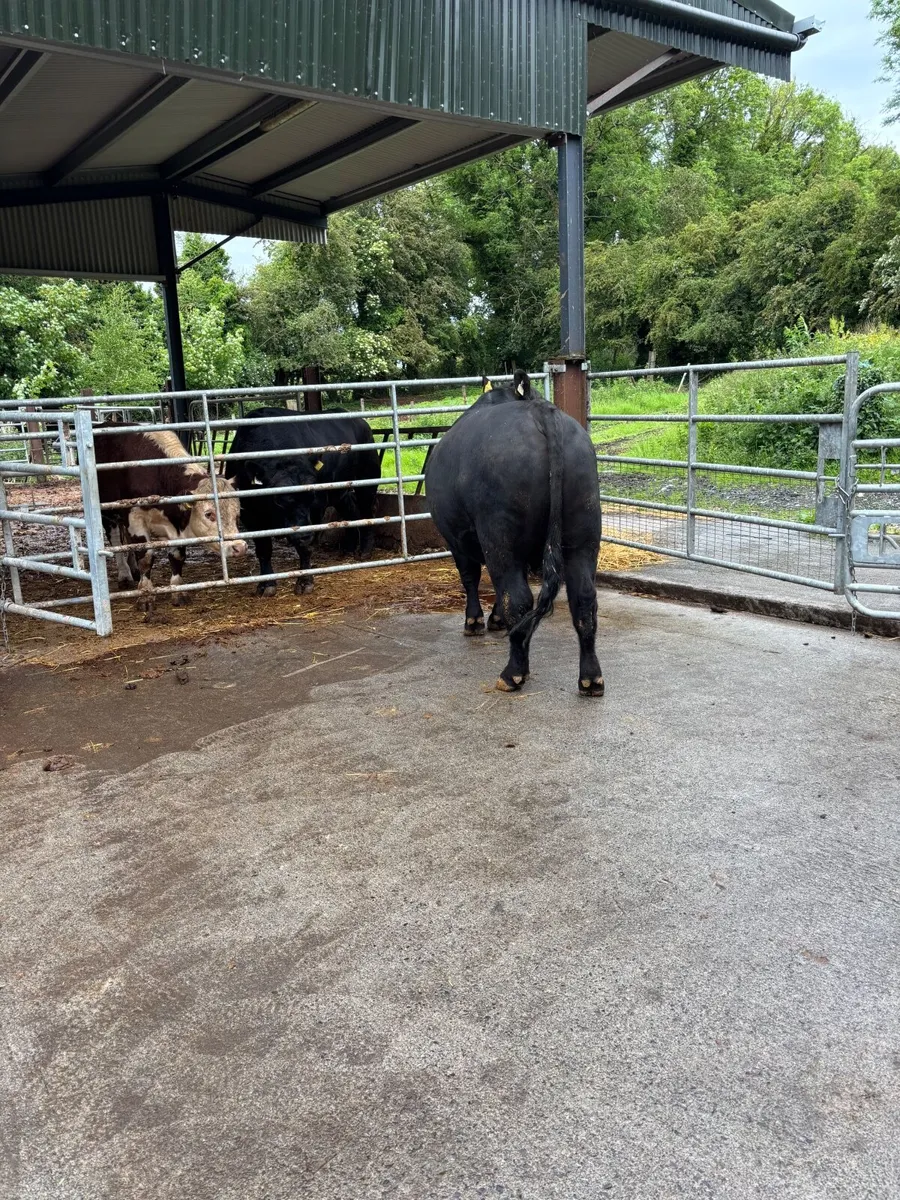 Angus bulls westmeath dairy beef eligible - Image 1