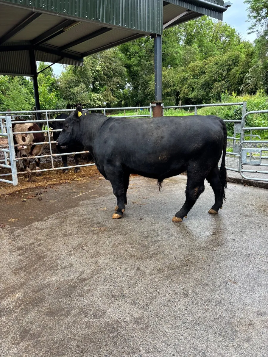 Angus bulls westmeath dairy beef eligible - Image 2