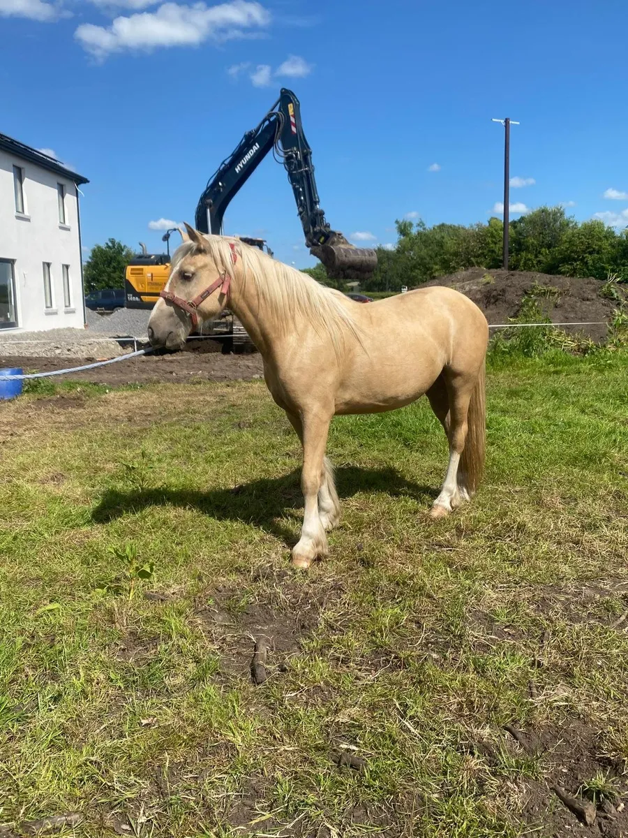 2 yr old filly - Image 2