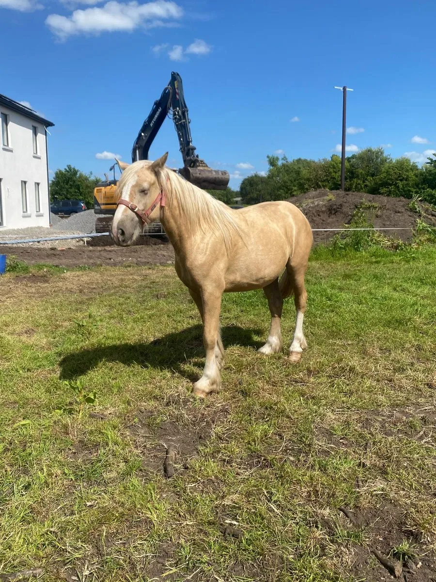 2 yr old filly - Image 1