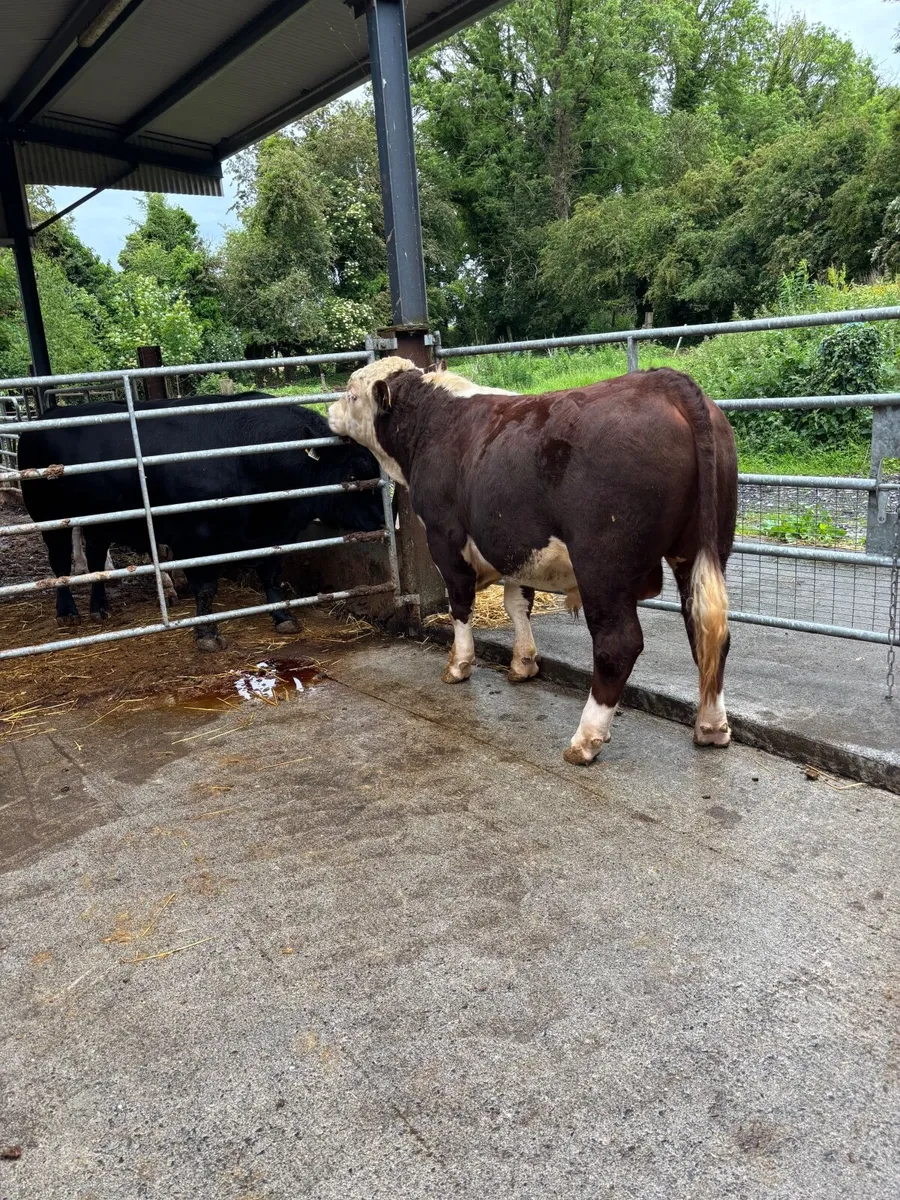Hereford bulls Westmeath - Image 2