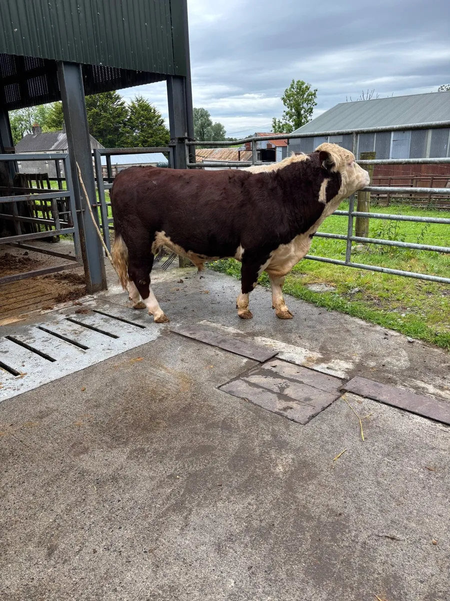 Hereford bulls Westmeath - Image 4