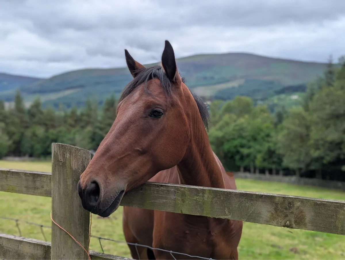 Horse - Image 2