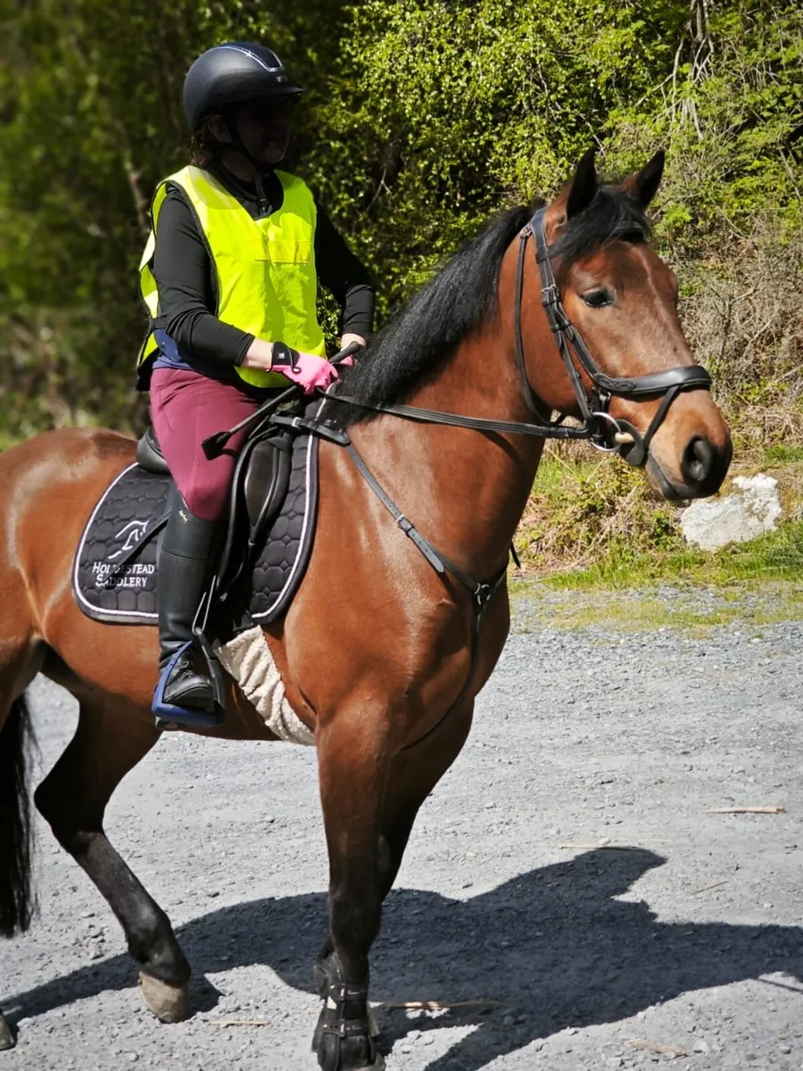 Horse - Image 3