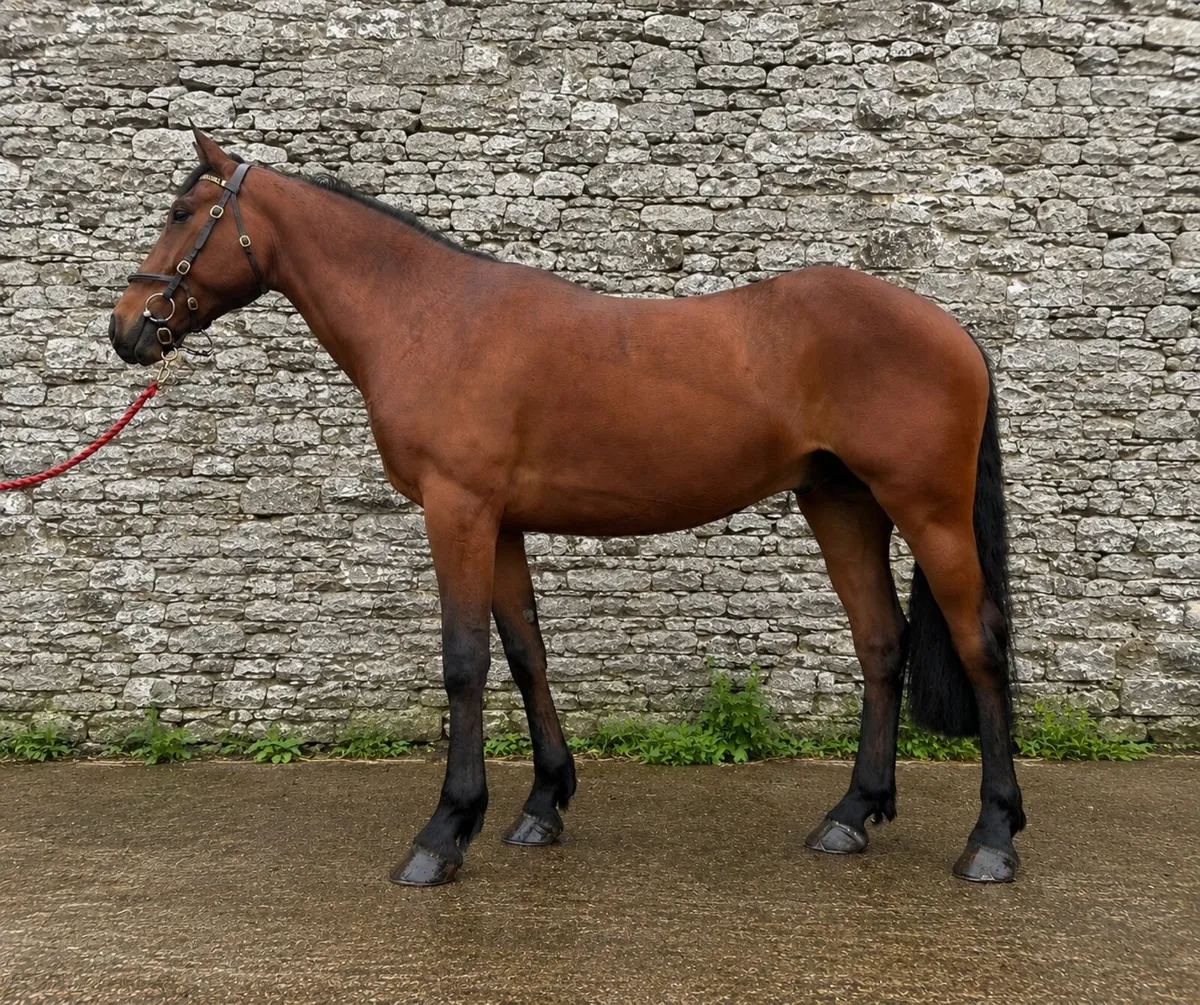 Horse - Image 1