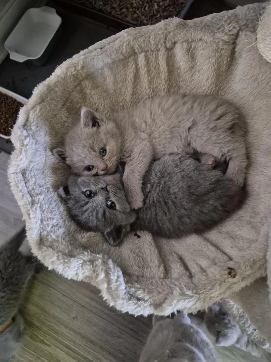 British Shorthair kittens - Image 2