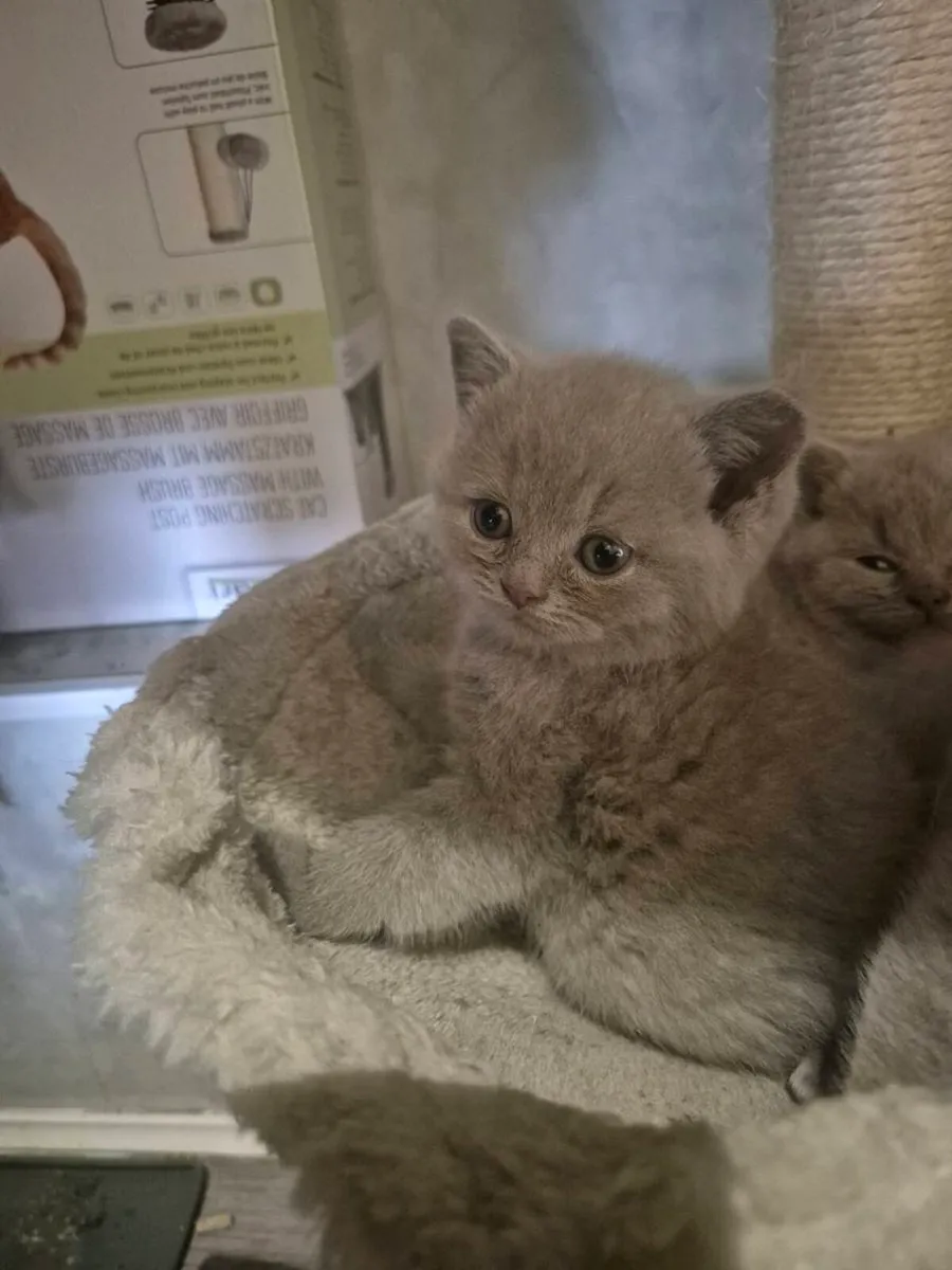 British Shorthair kittens - Image 3