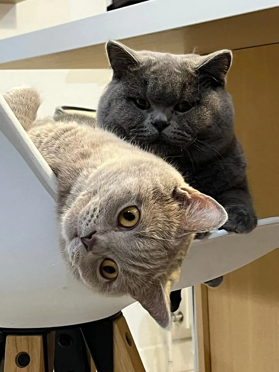 British Shorthair kittens - Image 4