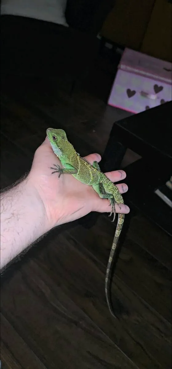 Chinese water dragons - Image 3