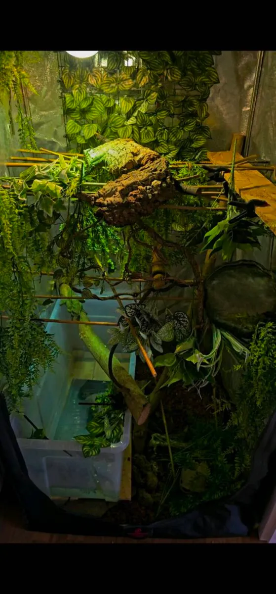 Chinese water dragons - Image 1